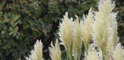 Pampas Grass Photography — Flair Hill | Flickr Explore Selection